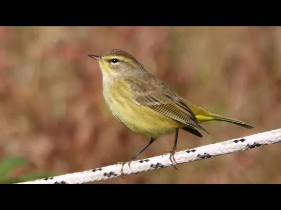A palm warbler at Mass Audubon's Drumlin Farm Wildlife Sanctuary in Lincoln, photographed by Ron McAdow. A palm warbler at Mass Audubon's Drumlin Farm Wildlife Sanctuary in Lincoln, photographed by Ron McAdow.