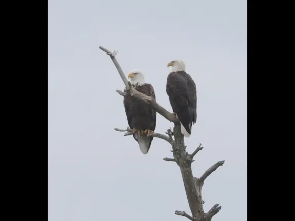 Bald eagles at the Sudbury Reservoir in Southborough, photographed by Steve Forman. Bald eagles at the Sudbury Reservoir in Southborough, photographed by Steve Forman.