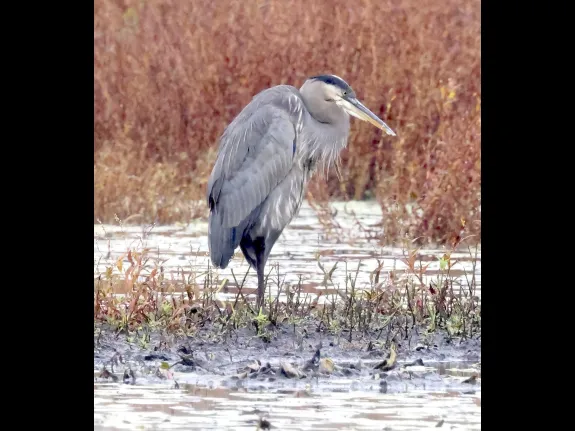 A great blue heron at Bartlett Pond in Northborough, photographed by Steve Forman. A great blue heron at Bartlett Pond in Northborough, photographed by Steve Forman.