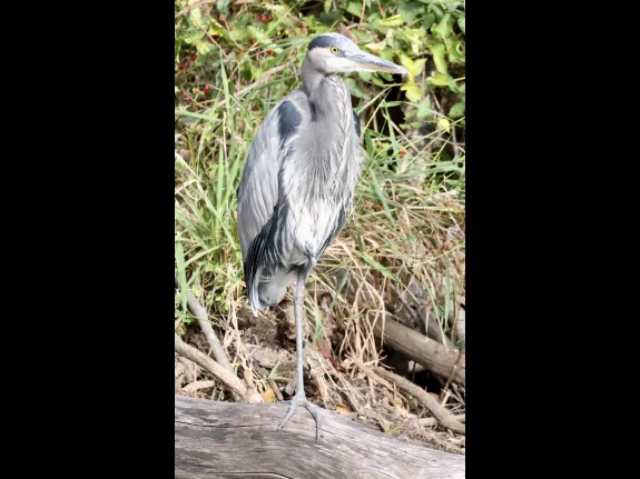 A great blue heron in Hudson, photographed by Steve Forman. A great blue heron in Hudson, photographed by Steve Forman.