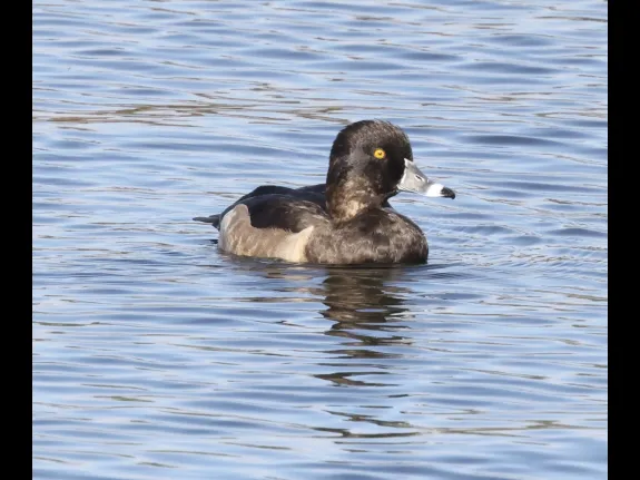 A ring-necked duck on the Foss Reservoir in Framingham, photographed by Steve Forman.