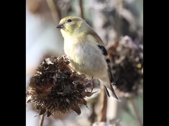 An American goldfinch at Breakneck Hill Conservation Land in Southborough, photographed by Steve Forman.