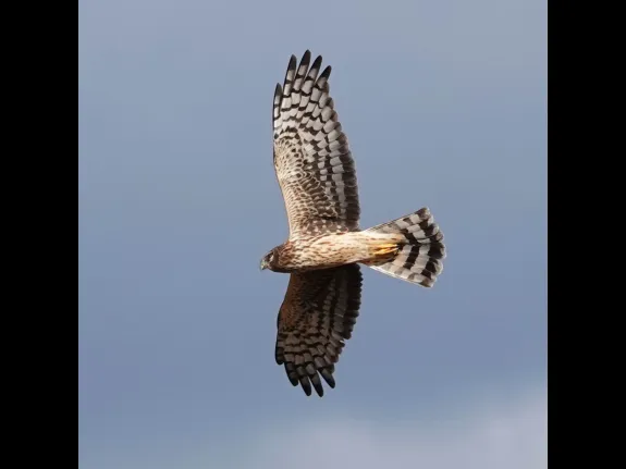 A northern harrier in Lincoln, photographed by Ron McAdow.