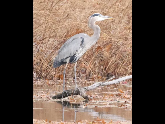 A great blue heron at Bartlett Pond in Northborough, photographed by Steve Forman.