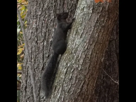 A melanistic gray squirrel in Lincoln, photographed by Ron McAdow.