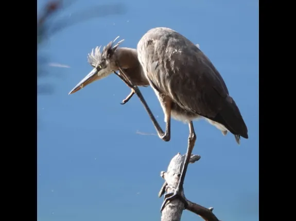 A great blue heron at Farrar Pond in Lincoln, photographed by Ron McAdow.