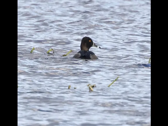 A ring-necked duck at Hager Pond in Marlborough, photographed by Steve Forman.