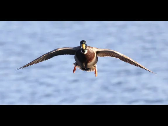 A mallard at Hager Pond in Marlborough, photographed by Steve Forman.
