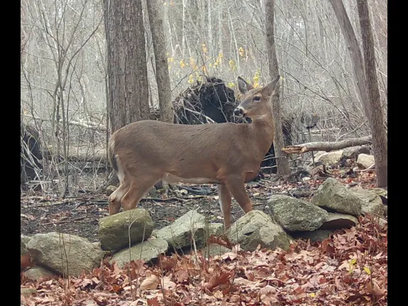 A white-tailed deer in Framingham, photographed with an automatically triggered wildlife camera by Margaret McKane.