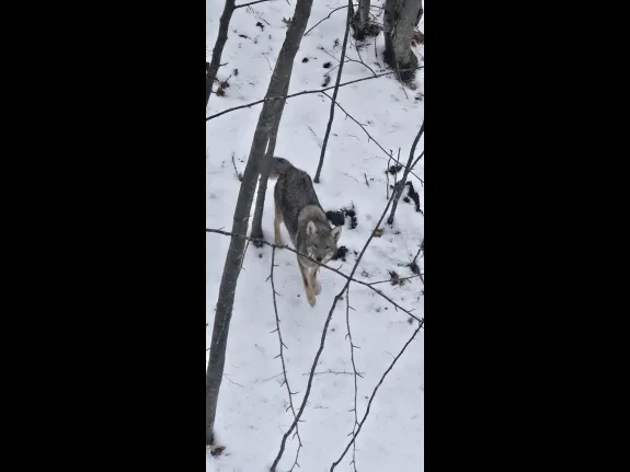 A coyote at SVT's Henry's Hill in Framingham, photographed by Brian Noll.