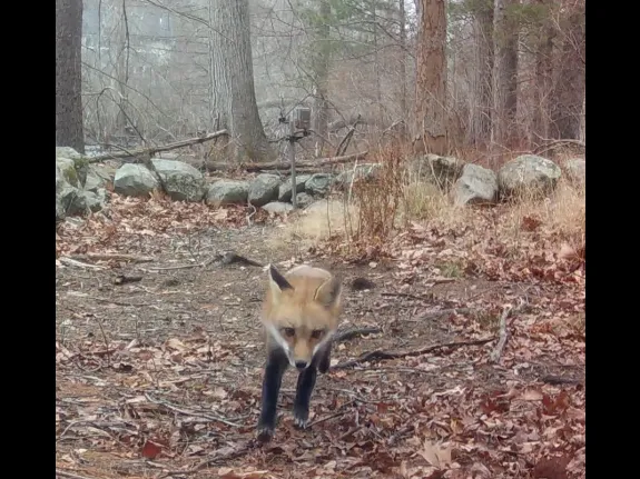 A red fox in Framingham, photographed with an automatically triggered wildlife camera by Margaret McKane.