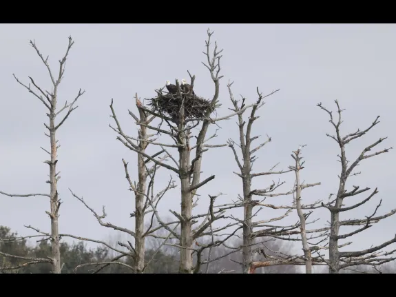 Bald eagles at the Sudbury Reservoir in Southborough, photographed by Steve Forman.