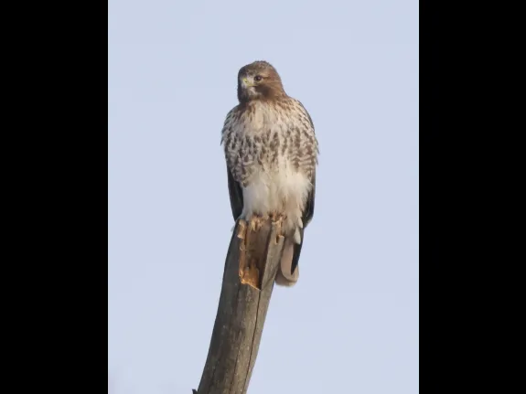 A red-tailed hawk at Breakneck Hill Conservation Land in Southborough, photographed by Steve Forman.