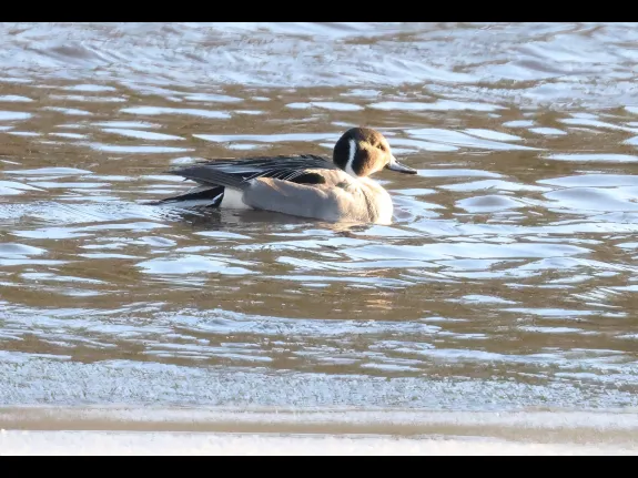 A northern pintail at Hager Pond in Marlborough, photographed by Steve Forman.