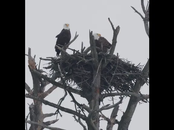 A pair of bald eagles in Southborough, photographed by Steve Forman.