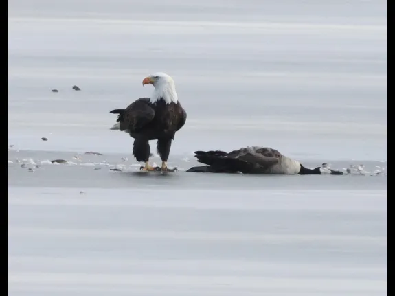 A bald eagle and a Canada goose carcass on Hager Pond in Marlborough, photographed by Steve Forman.
