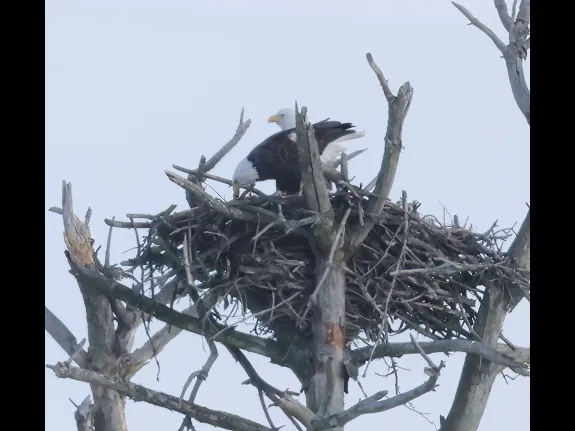 Steve Forman photographed these bald eagles at their nest on the Sudbury Reservoir in Southborough.