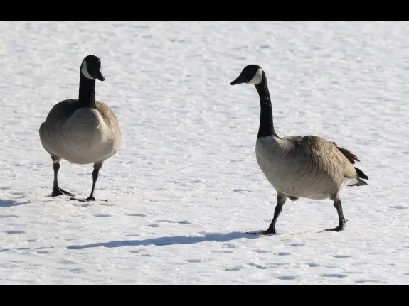 Canada geese at Hager Pond in Marlborough, photographed by Steve Forman.