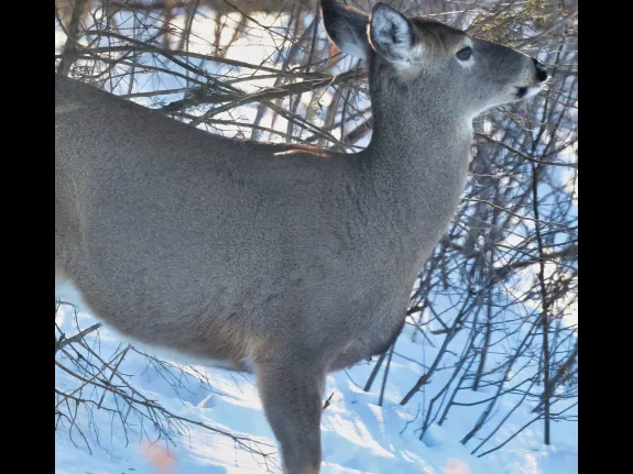A white-tailed deer in Framingham, photographed by Steve Forman.