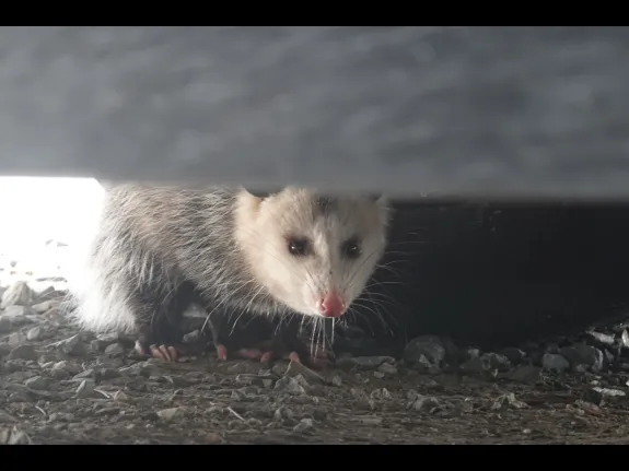 An opossum in Framingham, photographed by Margaret McKane.