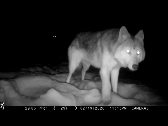 A coyote in Framingham, photographed with an automatically triggered wildlife camera by Margaret McKane.