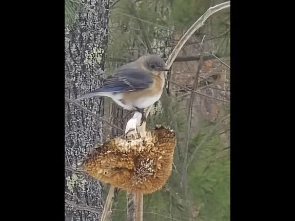An eastern bluebird in Northborough, photographed by John Rahaim.