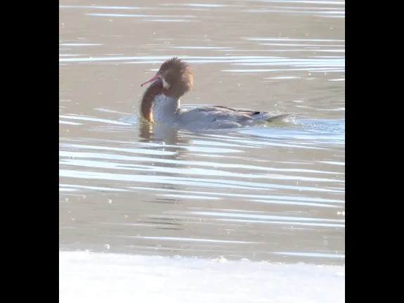 A common merganser with a fish at Hager Pond in Marlborough, photographed by Steve Forman.
