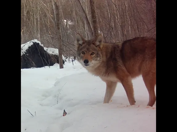A coyote in Framingham, photographed with an automatically triggered wildlife camera by Margaret McKane.