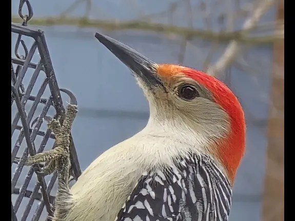 A red-bellied woodpecker in Northborough, photographed by John Rahaim.