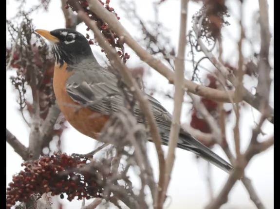 An American robin at Breakneck Hill Conservation Land in Southborough, photographed by Steve Forman.