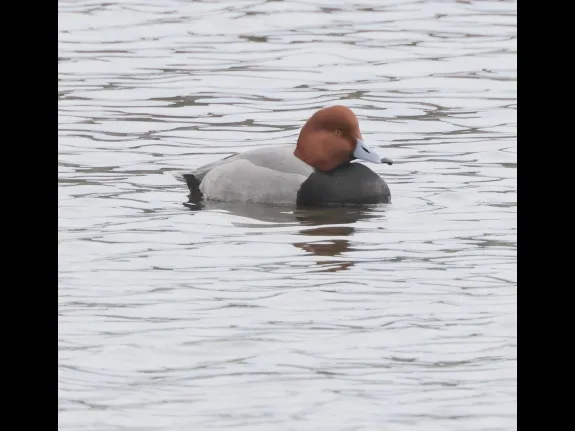 A redhead on Hager Pond in Marlborough, photographed by Steve Forman.
