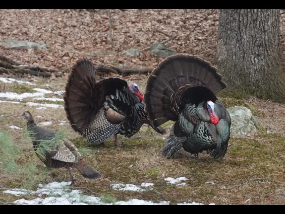 Turkeys in Framingham, photographed by Margaret McKane.