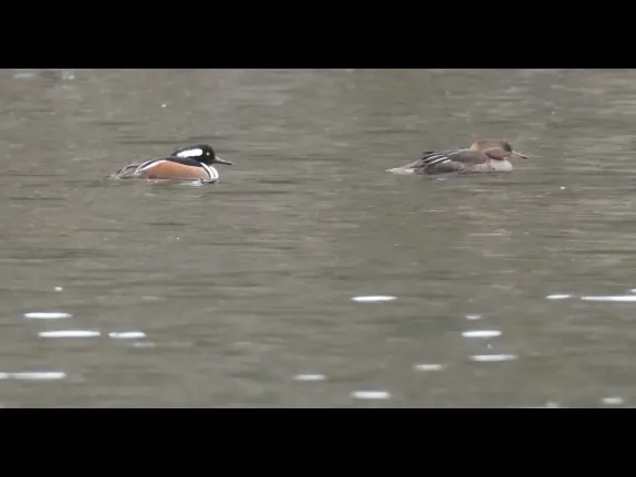 Hooded mergansers on Grist Mill Pond in Sudbury, photographed by Steve Forman.