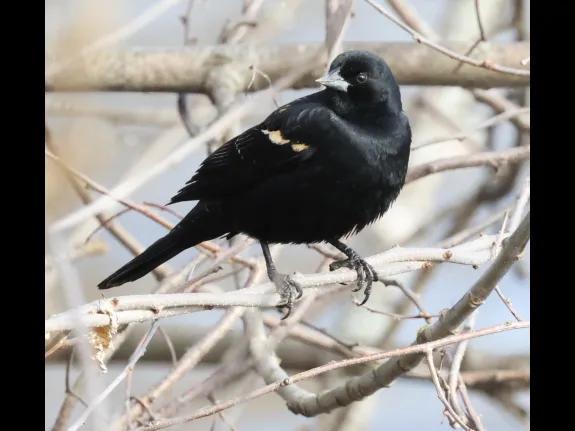 A red-winged blackbird at Hager Pond in Marlborough, photographed by Steve Forman.