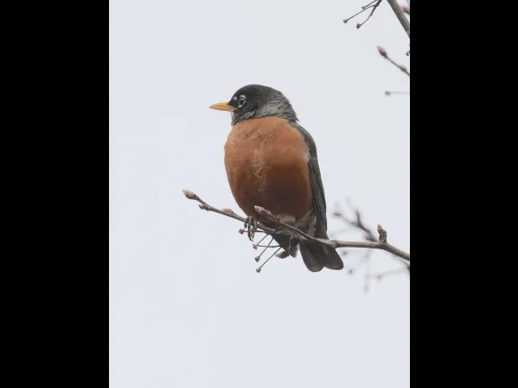 An American robin at Breakneck Hill Conservation Land in Southborough, photographed by Steve Forman.