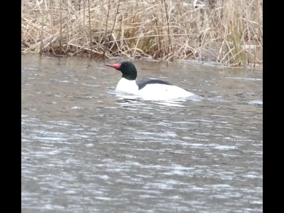 A common merganser on the Sudbury River in Framingham, photographed by Steve Forman.