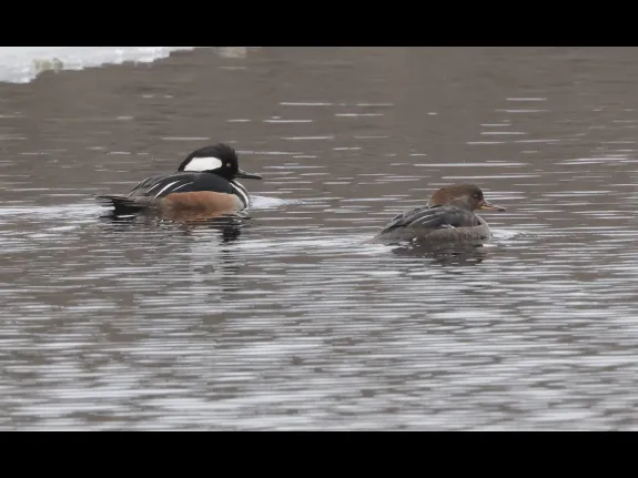Hooded mergansers on the Sudbury River in Southborough, photographed by Steve Forman.