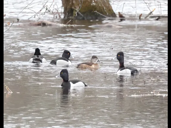 Ring-necked ducks on the Sudbury River in Wayland, photographed by Steve Forman.