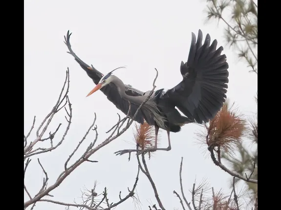 A great blue heron in Southborough, photographed by Steve Forman.