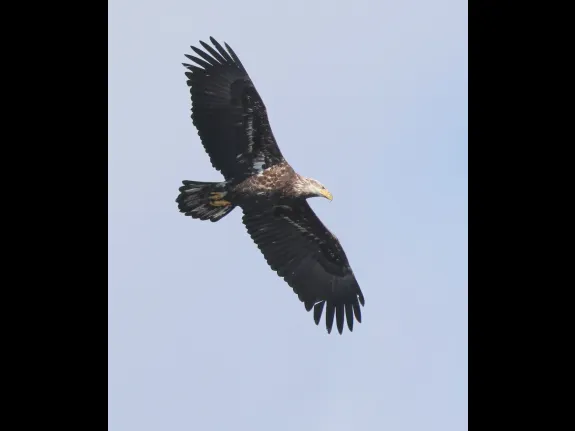 A bald eagle at Bartlett Pond in Northborough, photographed by Steve Forman.
