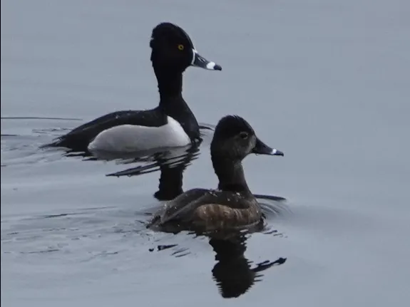 Ring-necked ducks on Farrar Pond in Lincoln, photographed by Ron McAdow.