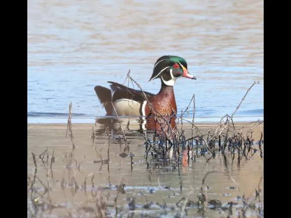 A wood duck at Bartlett Pond in Northborough, photographed by Steve Forman.