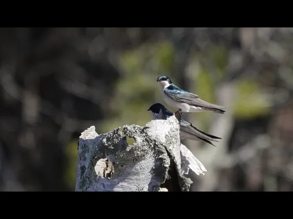 Tree swallows in Lincoln, photographed by Ron McAdow.