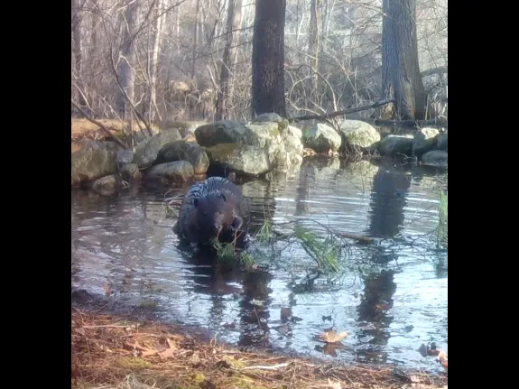 A beaver in Framingham, photographed with an automatically triggered wildlife camera by Margaret McKane.