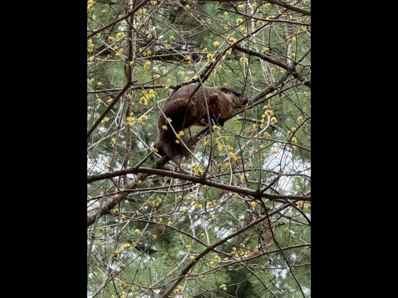 A woodchuck in Wayland, photographed by Carole Hohl.