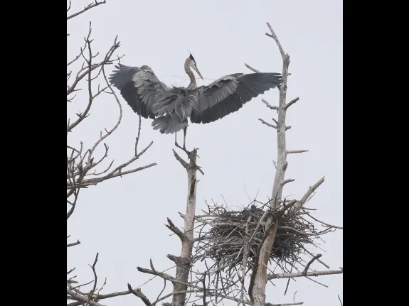 Great blue herons at their nest in Southborough, photographed by Steve Forman.