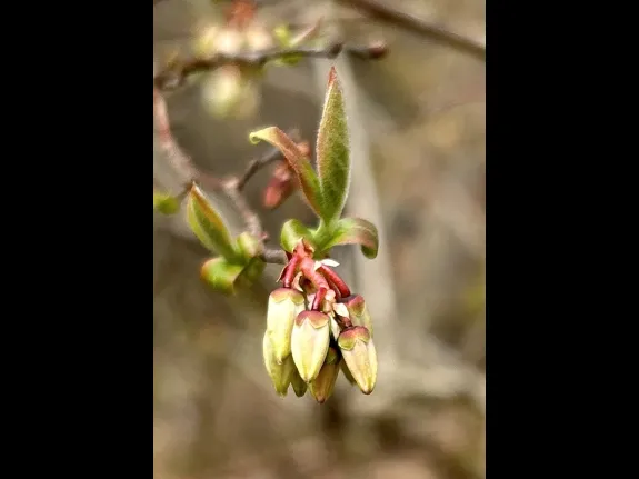 A budding blueberry bush at SVT's Willman Wetlands in Southborough, photographed by Debbie Costine.