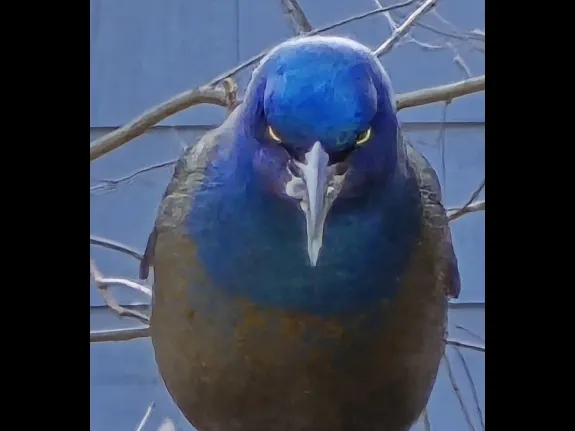 A common grackle in Northborough, photographed by Crystal Rahaim.