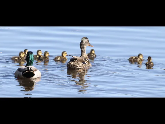 A family of mallards at Hager Pond in Marlborough, photographed by Steve Forman.