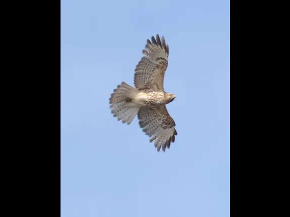 A red-tailed hawk at Bartlett Pond in Northborough, photographed by Steve Forman.